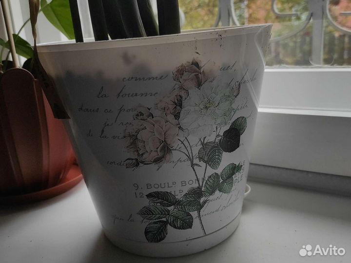 Замиокулькас