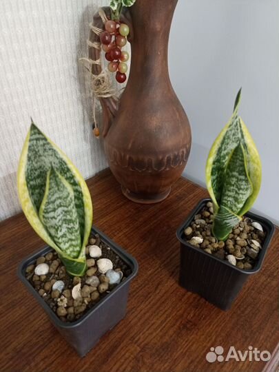 Сансевиерия футура вариегатная