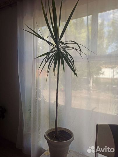 Комнатные цветы драцена