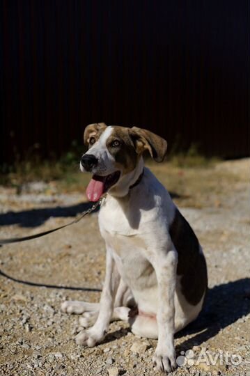 Собака Бонька