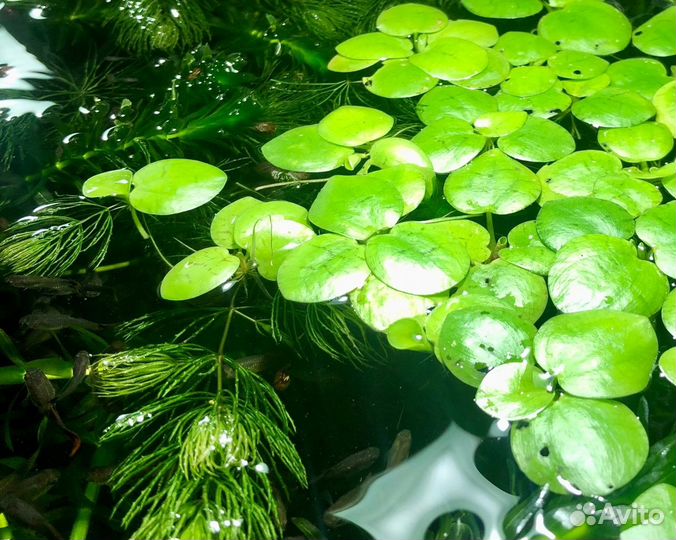 Рыбки Гуппи и аквариумные растения