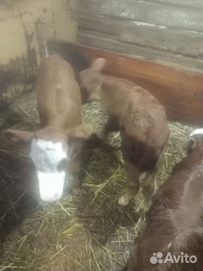 Телята телочки