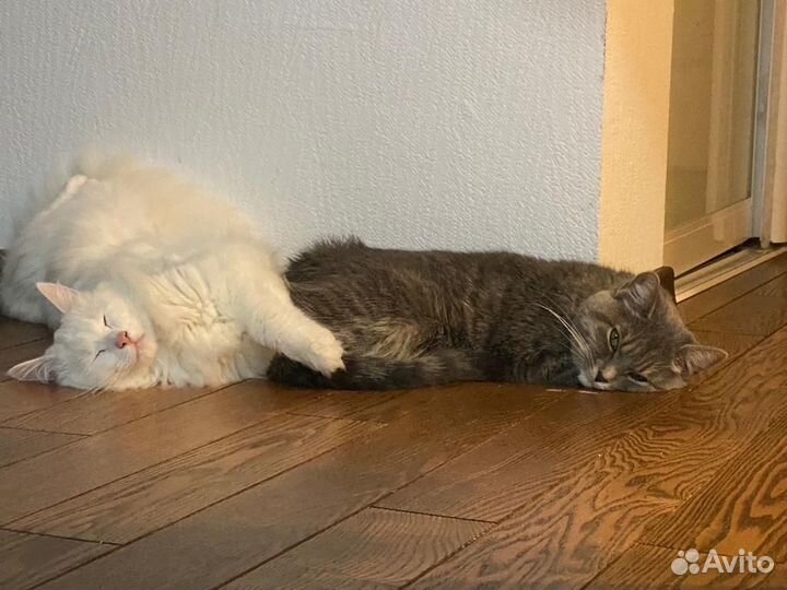 Кошечка в добрые руки