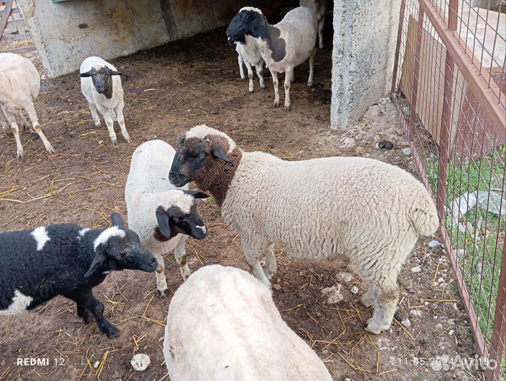 Баранчики на племя