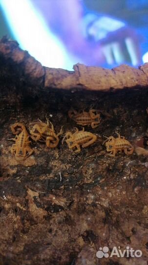 Паук птицеед и скорпион