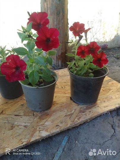 Петуния тайдал вейв ред велюр F1