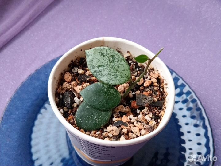 Комнатные цветы Хойя Матильда Сплеш Hoya Mathilde