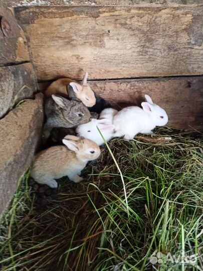 Кролики мясные