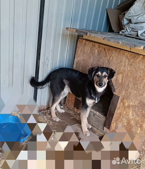 Щенок в дар