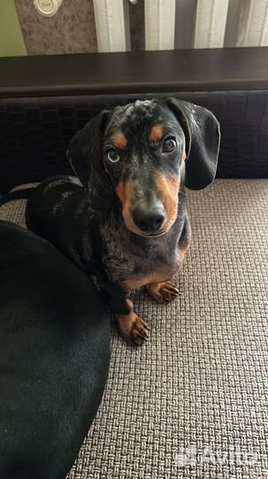 Мраморная такса вязка