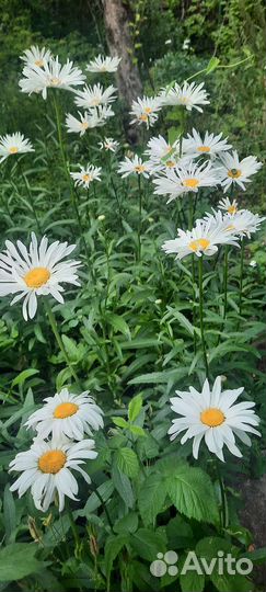 Ромашка крупная. заказ на август