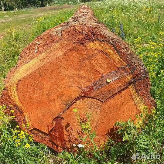 Отборное бревно лиственницы
