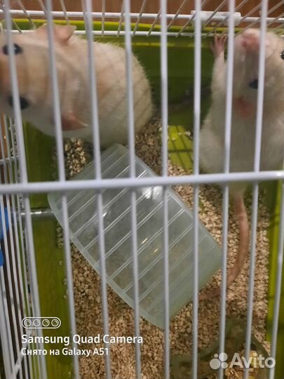 Передержка кошек, грызунов, птиц