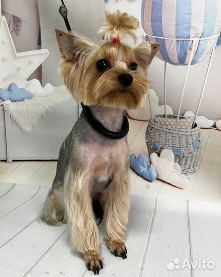 Услуги грумера