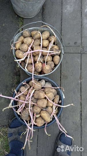 Семенной картофель