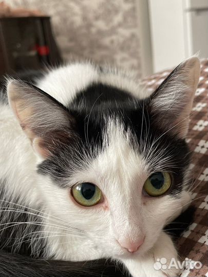 Котенок ищет дом