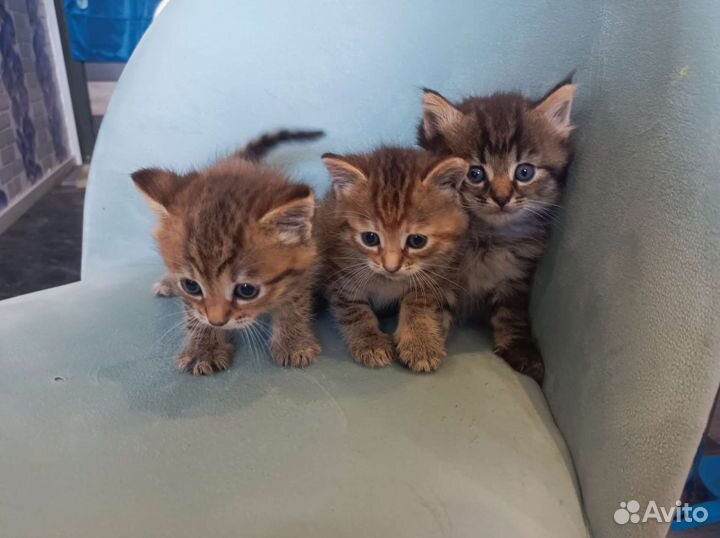 Котенок в дар бесплатно