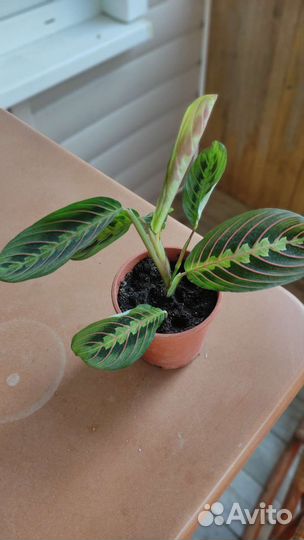 Маранта триколор