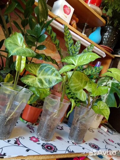 Сингониумы