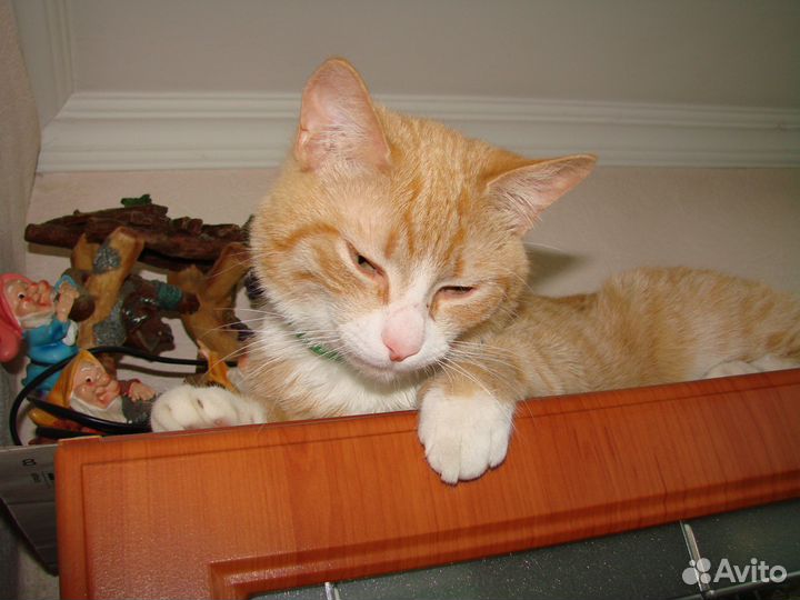 Передержка