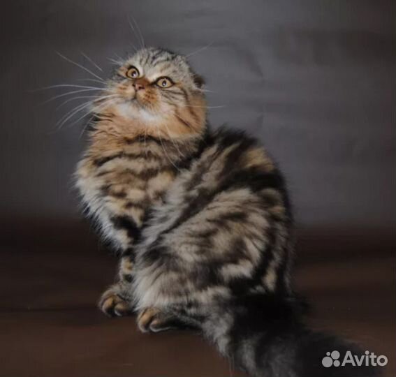 Котики и кошечки фолды