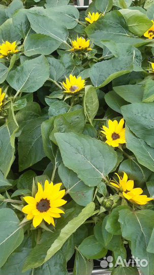 Рассада однолетних цветов оптом и в розницу