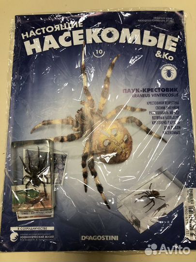 Настоящие насекомые