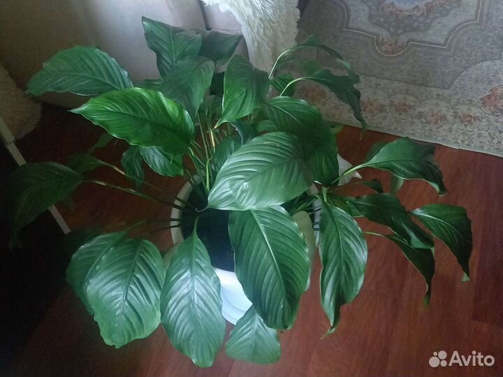 Спатифиллум,папоротник за 1500,Бегония 500