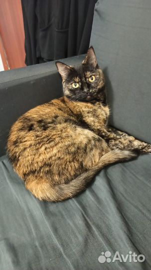 Кошечка ищет дом