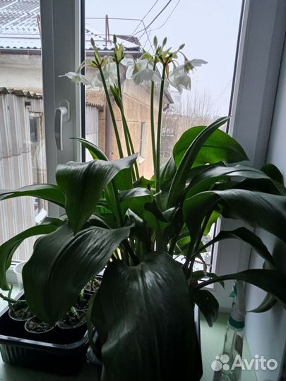 Эухарис или амазонская лилия