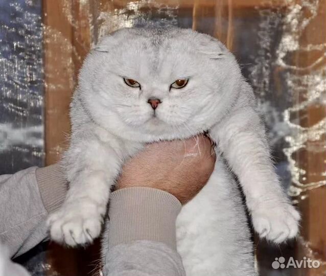 Скоттиш -фолд на вязку