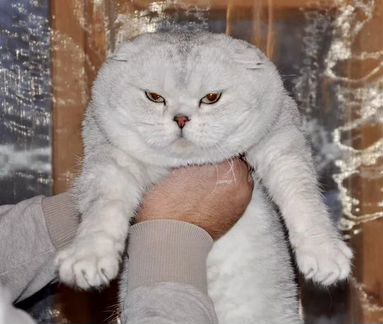 Скоттиш -фолд на вязку
