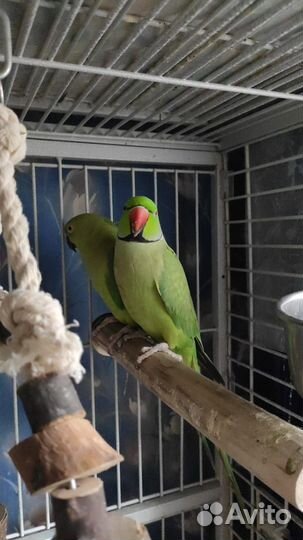 Ожереловый попугай