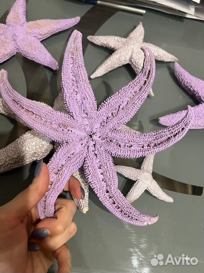 Морские звезды натуральные