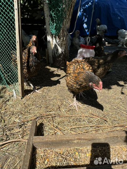 Куры брама и орпинтонг золото
