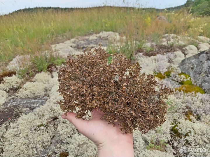 Ягель, цетрария (исландский мох)
