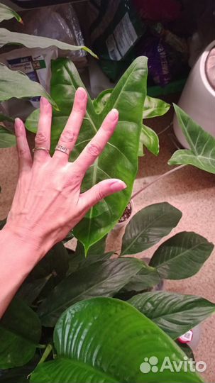 Алоказия пинк дракон вар