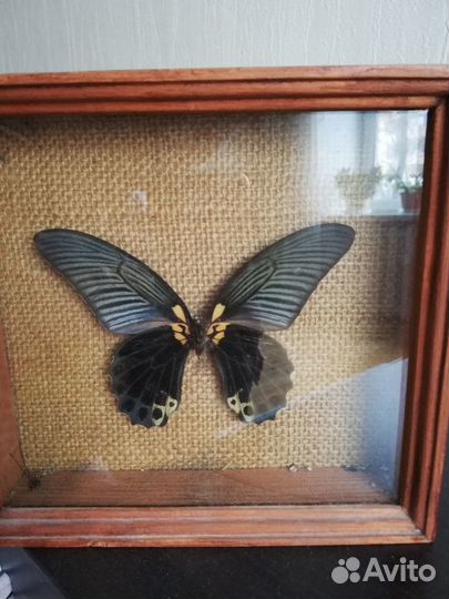 Бабочка в рамке