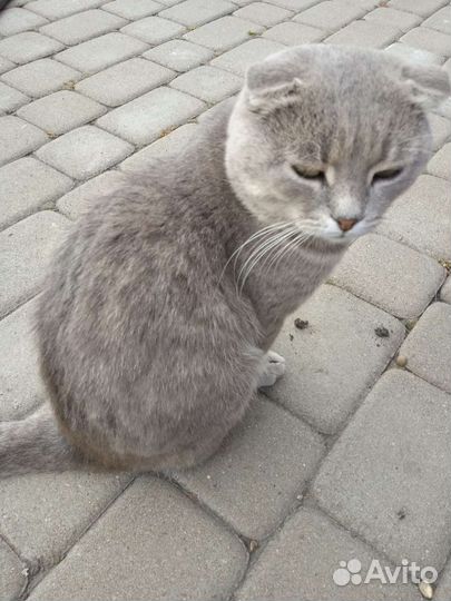 Кошка в дар