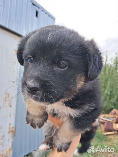 Щенок- Мальчик 1 месяц