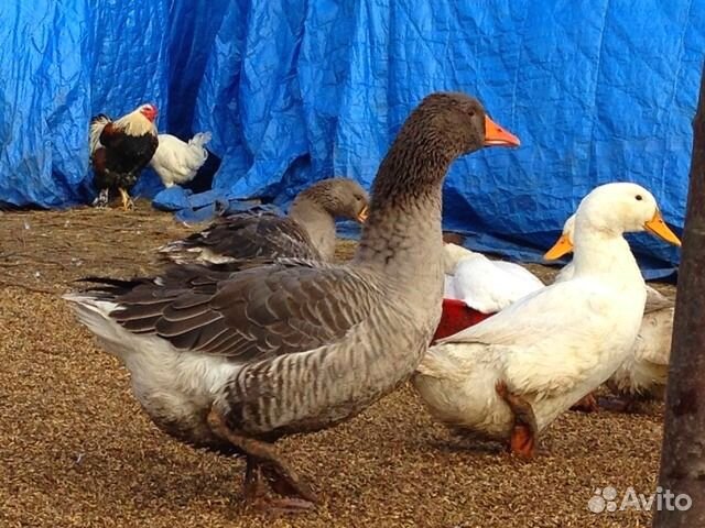 Гуси, утки, бройлеры индейка с Частного Подворья