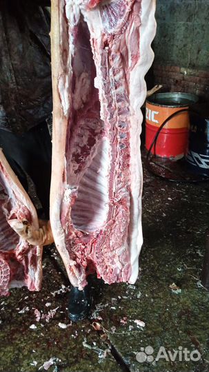 Свиньи на мясо