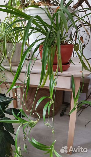 Хлорофитум, хлорофитум кудрявый