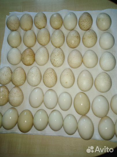 Цыплята бройлера