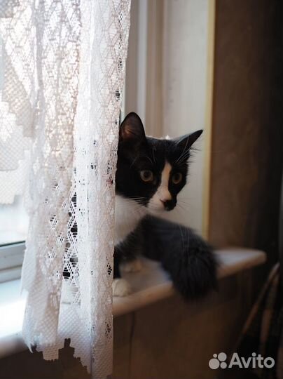 Очень красивый котенок Лисик ищет дом