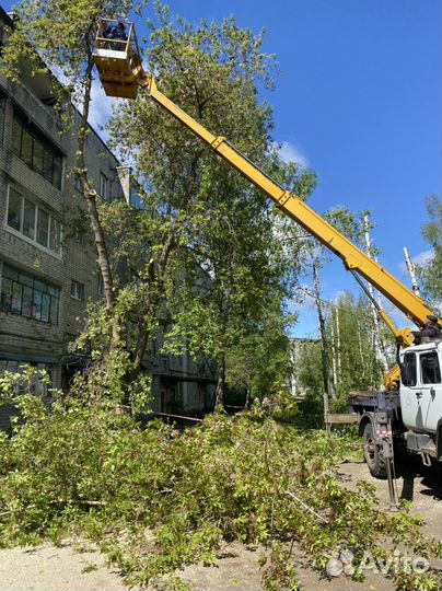 Вывоз спиленных деревьев