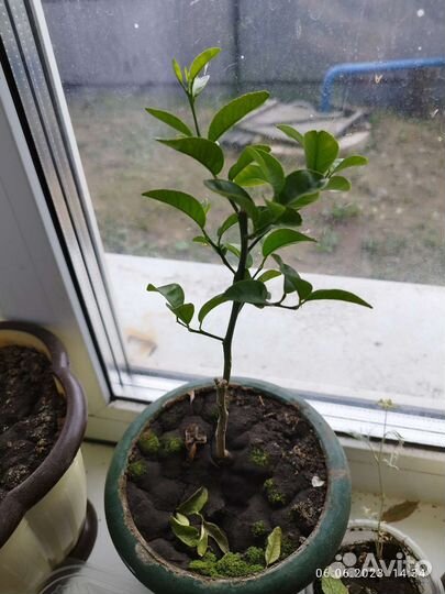 Гранат комнатный, мандарин