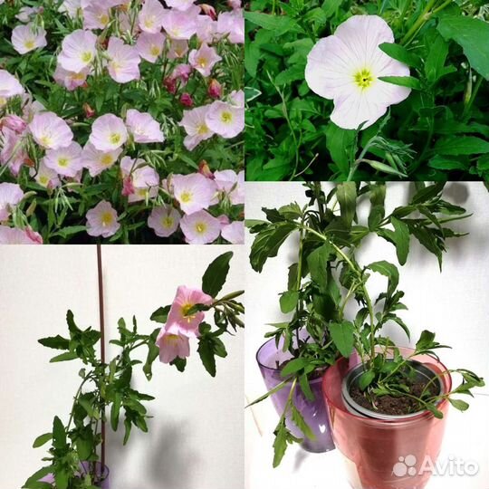 Энотера, Ландыш, мята,молодило