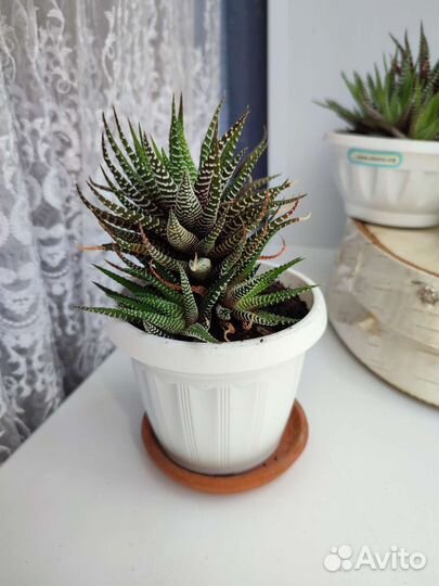 Хавортия полосатая