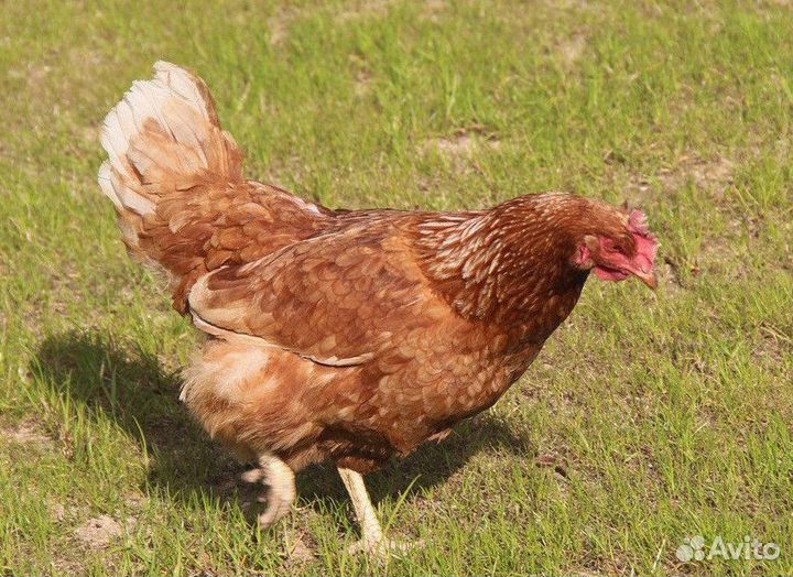 Куры несушки